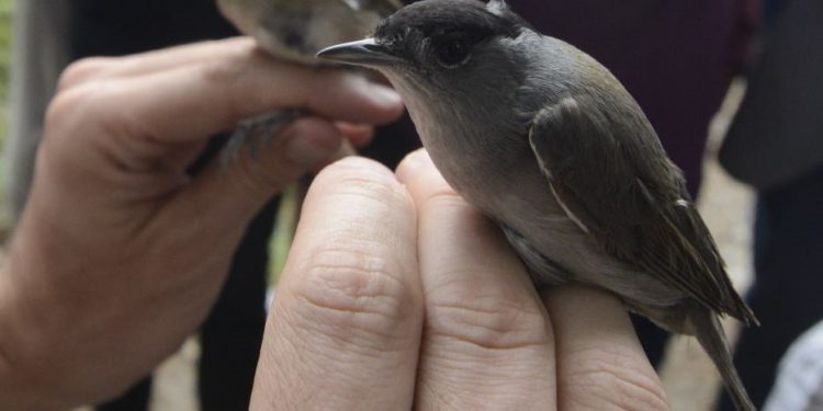 Ha május, akkor Fülemülék Éjszakája a szekszárdi kórház parkjában!