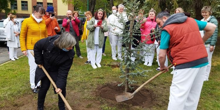 Emlékfát ültettek a kórházi dolgozók, dr. Szily Ferenc radiológus főorvos tiszteletére